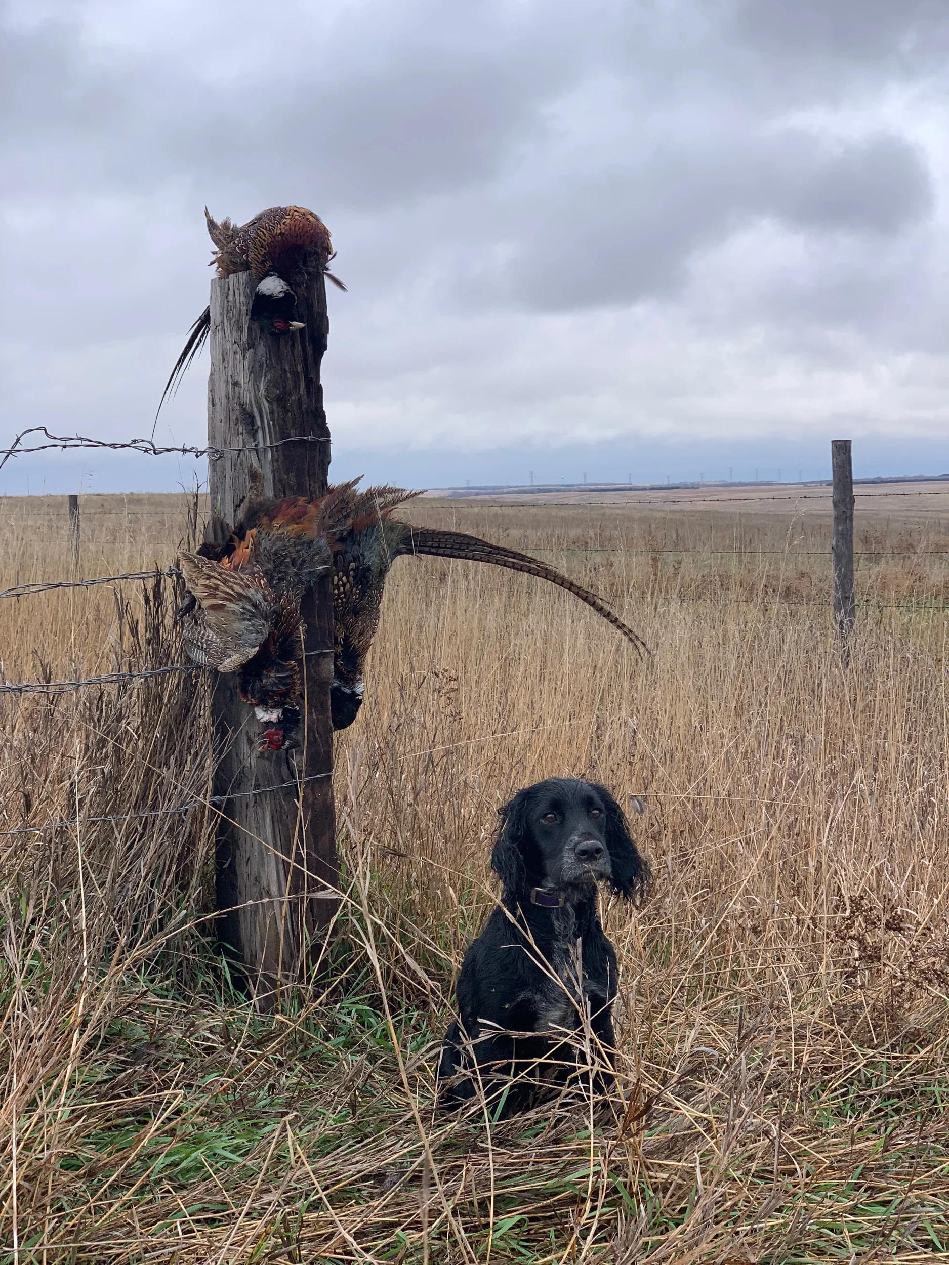 Lucy our first English cocker with a limit of South Dakota Pheasant