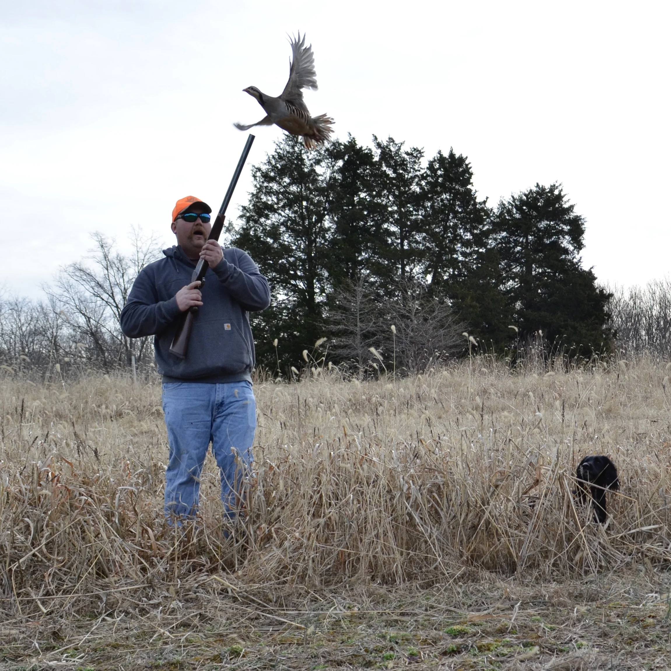A training session on live birds with Lucy