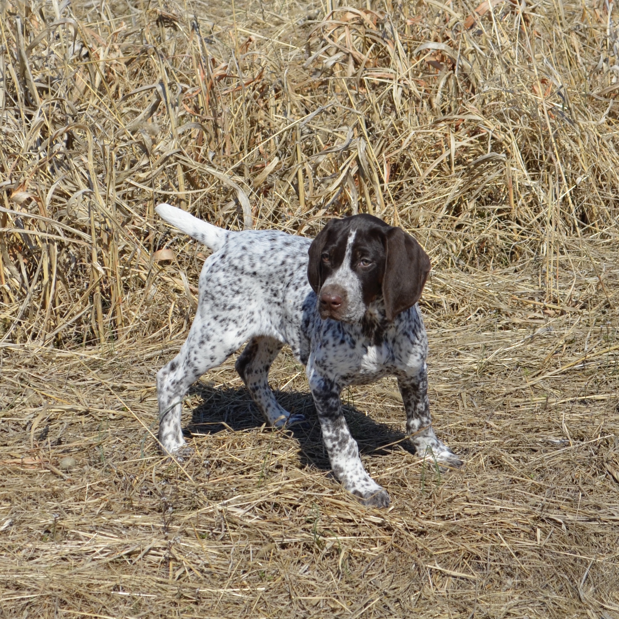 Didi showing her natural instincts as a puppy to point