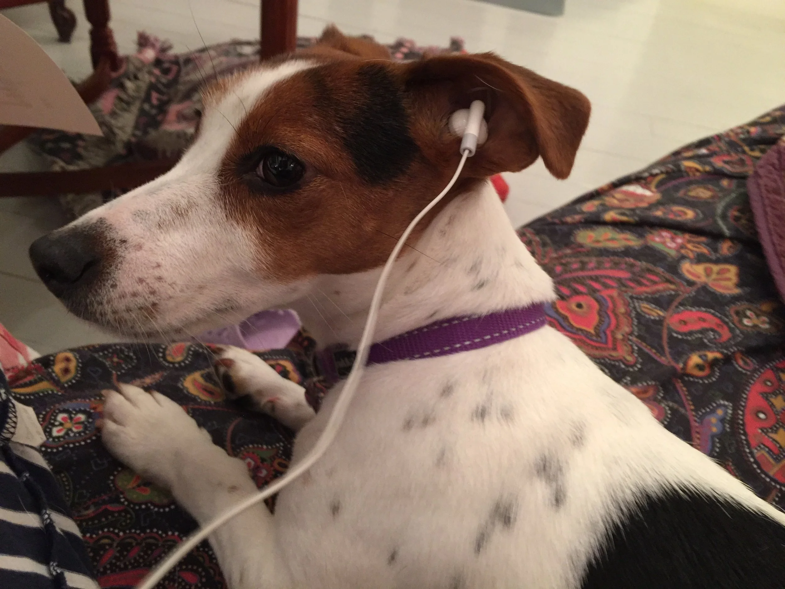 lila kuuntelee 2.JPG