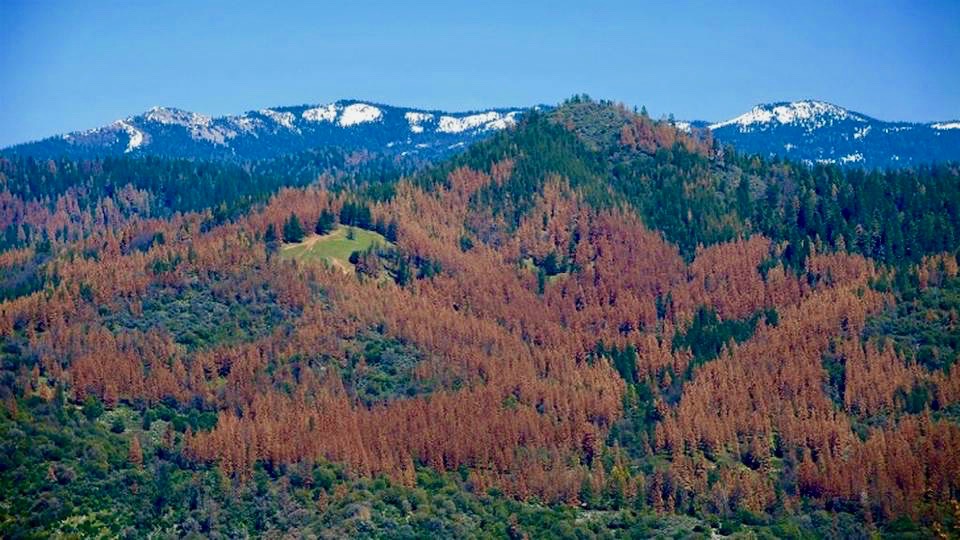 Photo taken by the U.S. Forest Service during an aerial survey in August 2015. This is just up the hill from my house, and is the aerial view of the yellow forest I was running in when I took the topmost photo in this post.