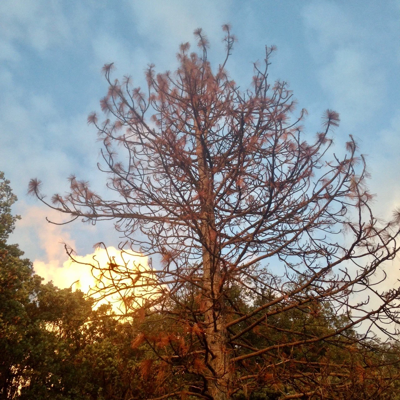 One of an estimated 100 million dead trees in the Sierra Nevadas