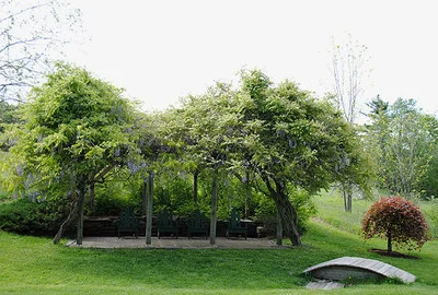 Wisteria Arbour at Beaver Brook - Hollis, NH
