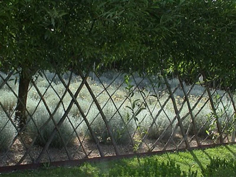 A living fence made of rooted willow cuttings