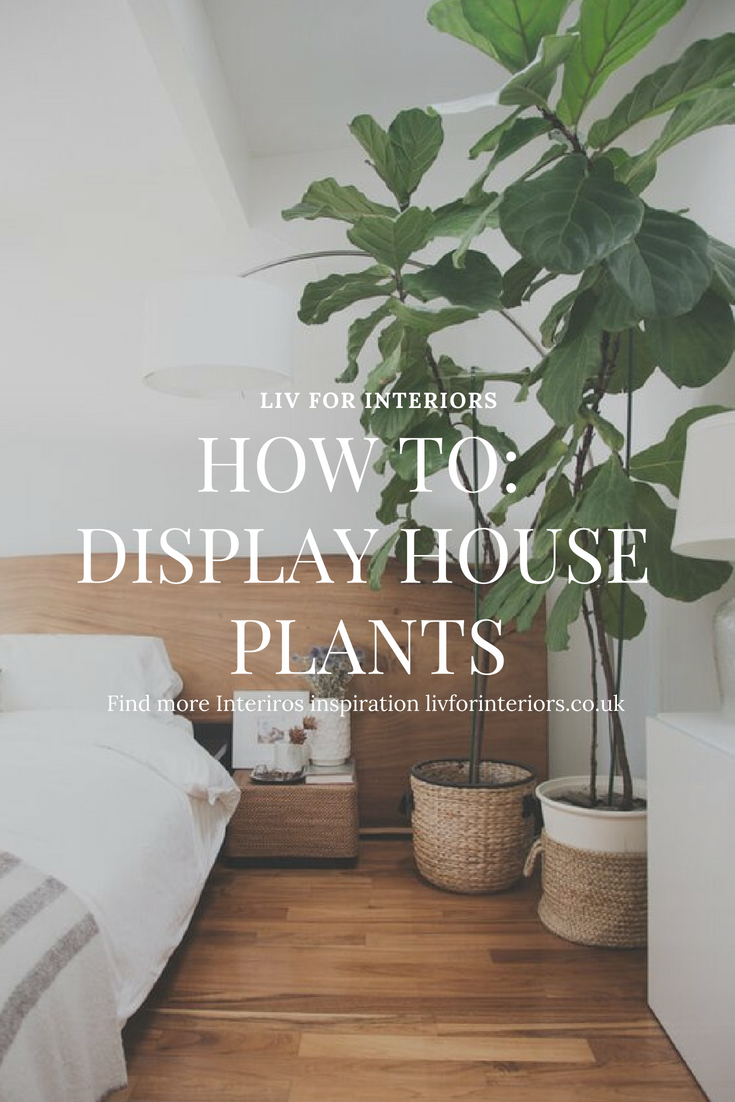 How To Display House Plants — LIV for Interiors How To Display House Plants — LIV for Interiors