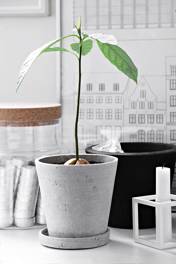 10 - avocado tree.jpg