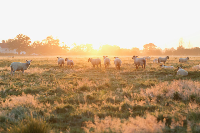 Harrisons farm sheep2 40%.jpeg