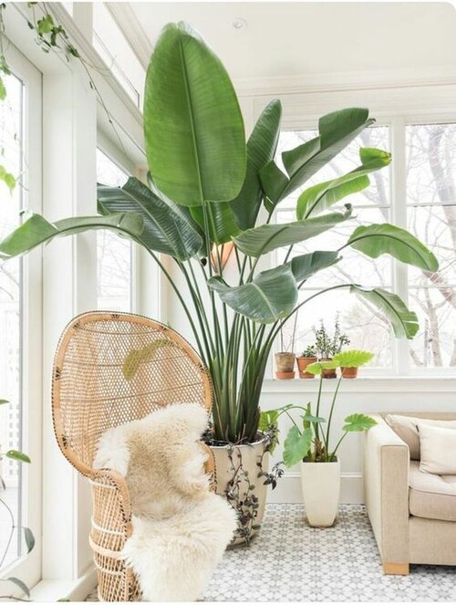 43 Luxury Indoor Plants Ideas For Living Room To Make Your Home More Fresh.jpeg