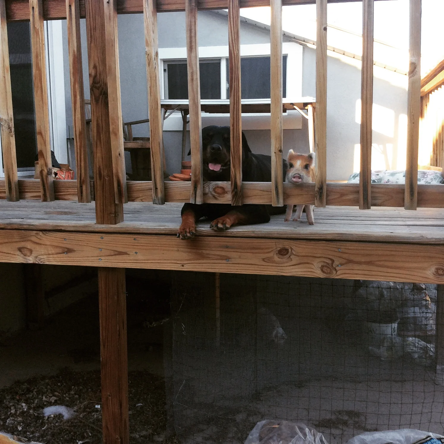 The Relational Matrix