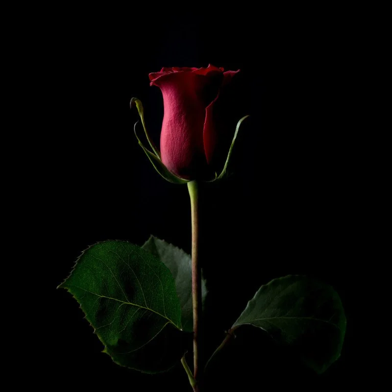 rose.jpg