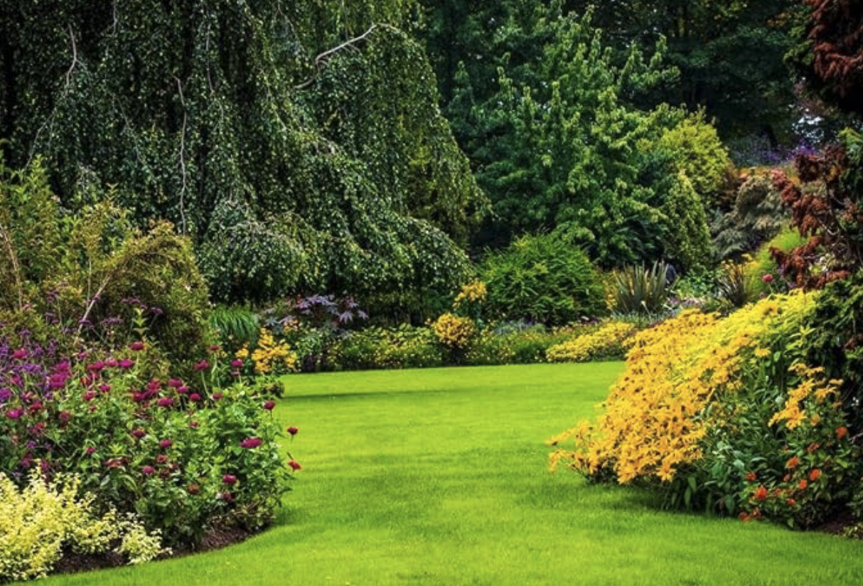 backyard1.png