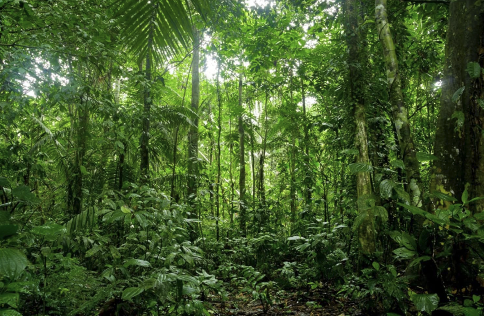 jungle.png