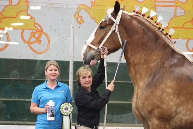 Best of Breed Belgian; Excel, five year old gelding. Owned by Claude and Lorraine Thorne, Butternut Ridge Belgians.