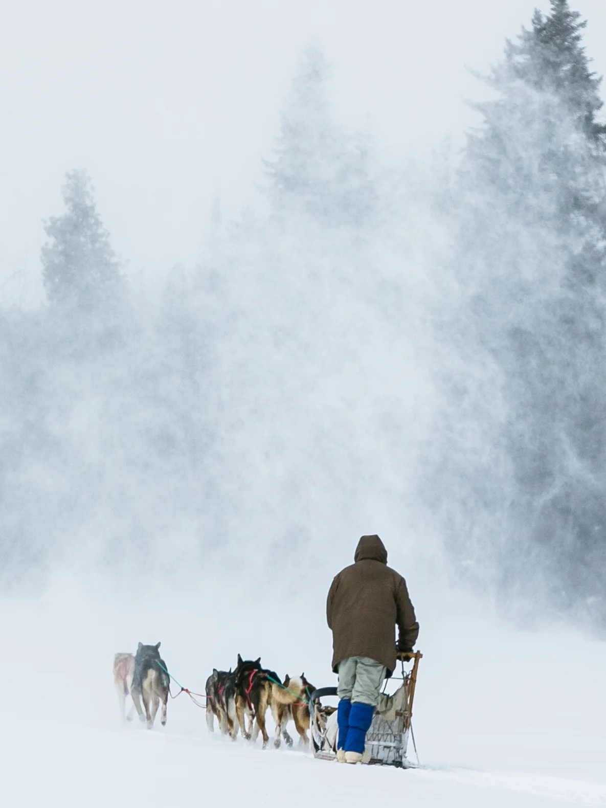 reighley_dogsled-8025.jpg