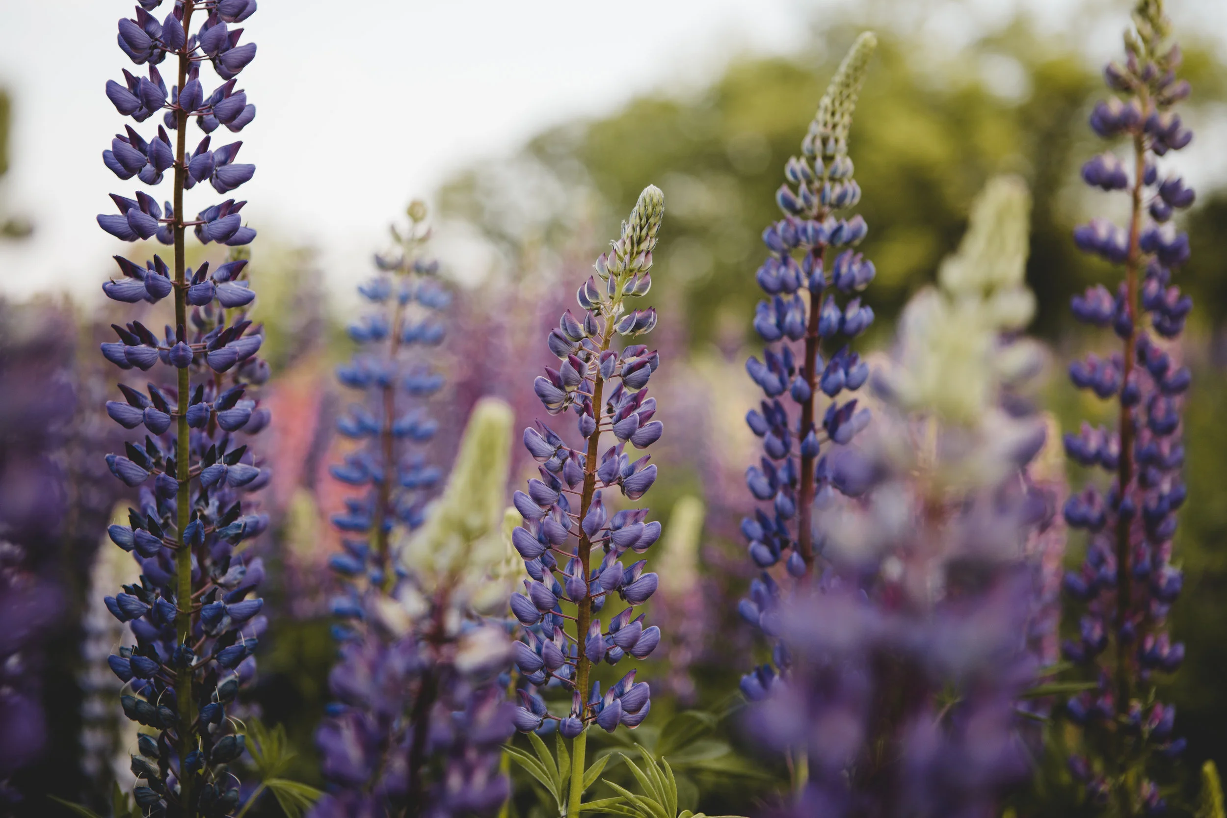 maine_lupine_waldoboro-1.jpg