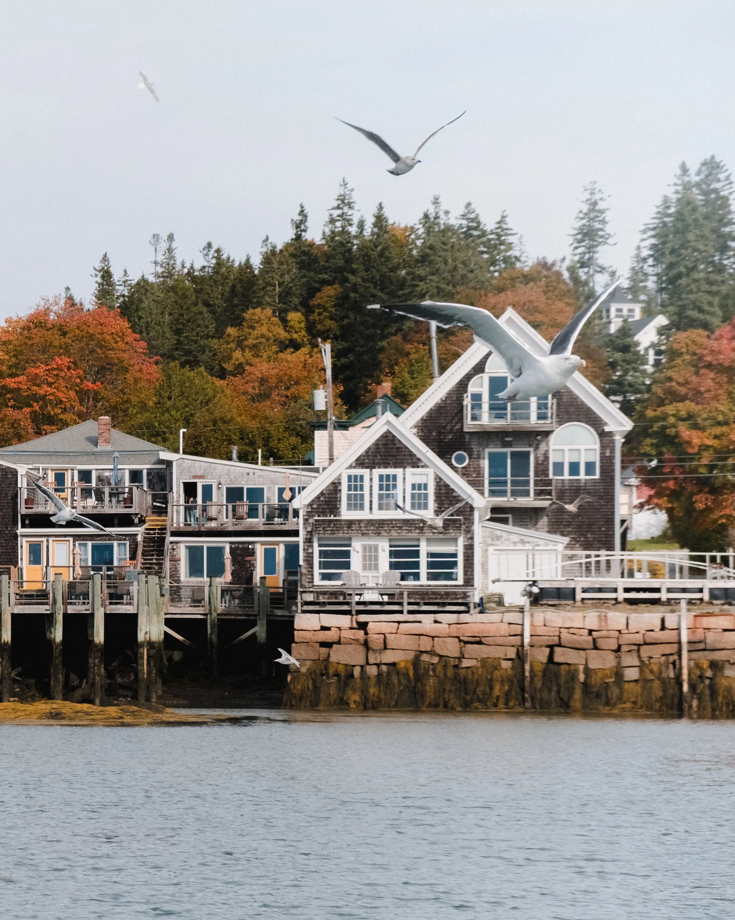 Colors on the coast! 🍁 #mainetheway #mainething #maine #downeast #deerisle