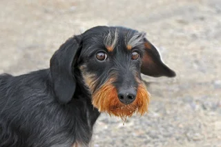Barley- Sandy Lips.jpeg