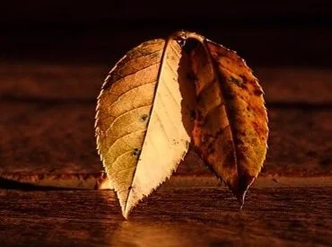 leaf-409258_640.jpg