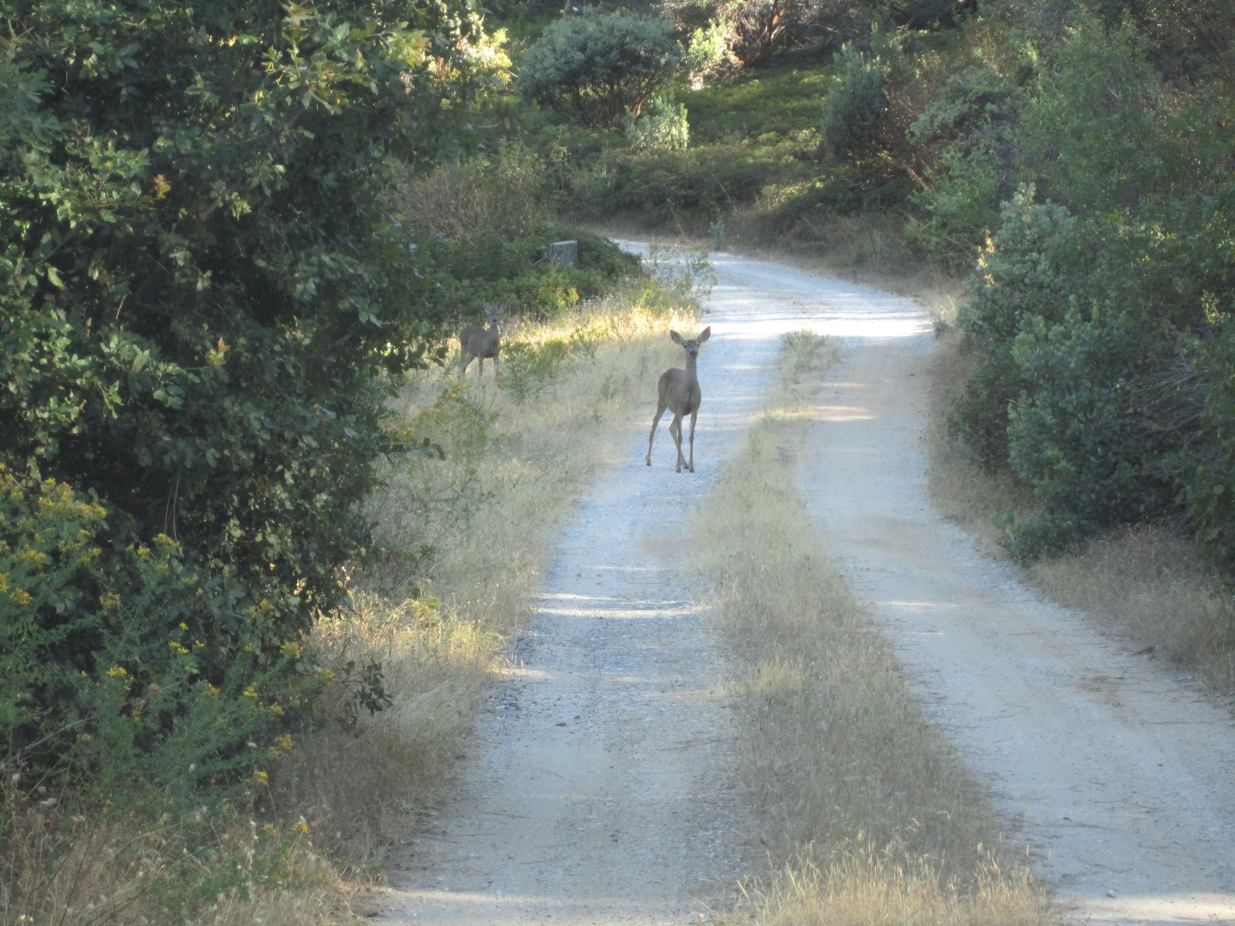 Deer on Canyon View Drive