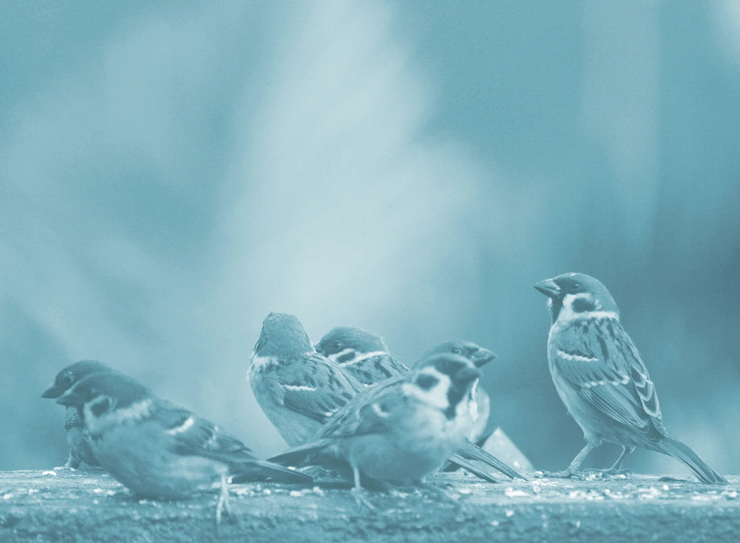 Blue web - Seven_sparrows.jpg