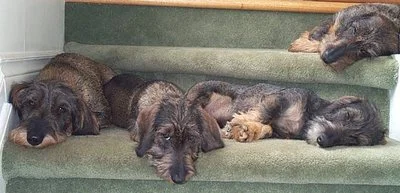 Dogs on Stairs.jpg