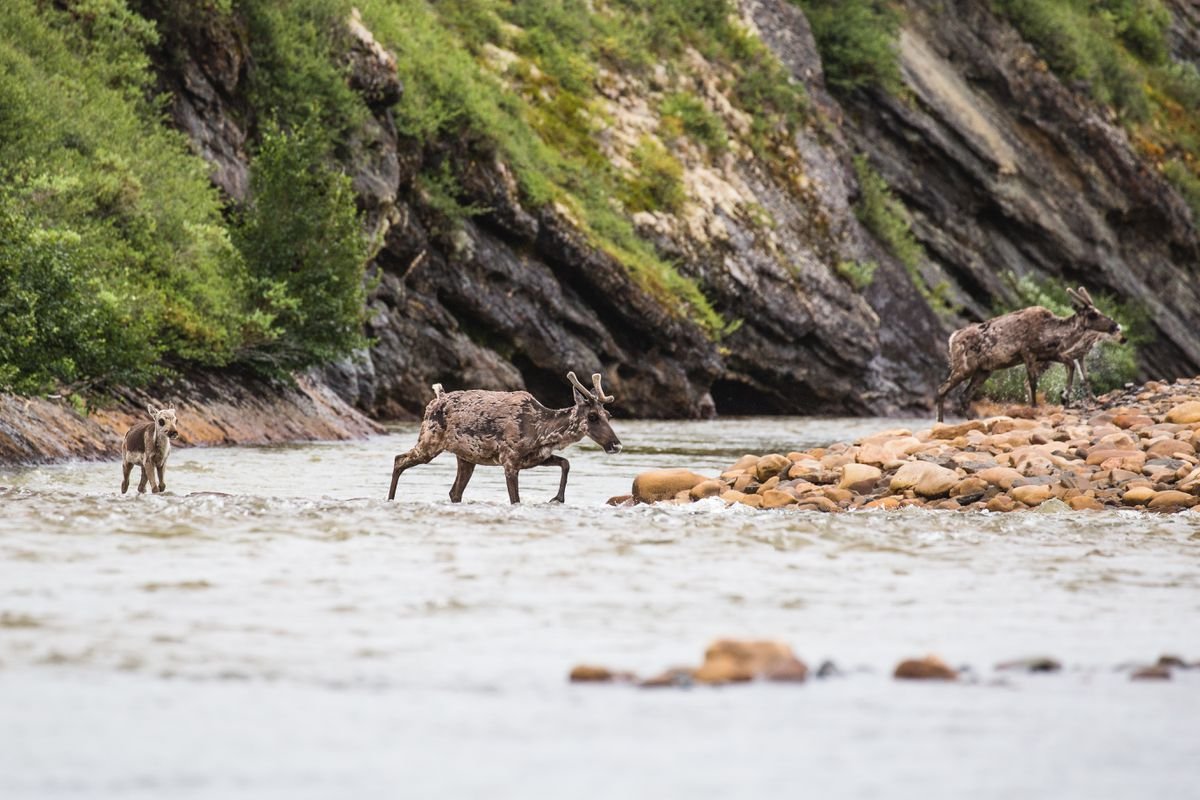 Chubb Becomes the first American Insurance Company with Explicit Policy to Not Underwrite Oil and Gas Development in the Arctic Refuge