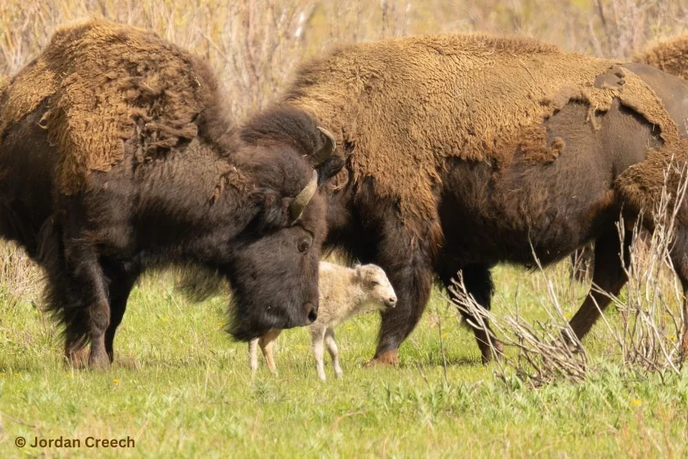 Gathering to Honor the White Buffalo Calf