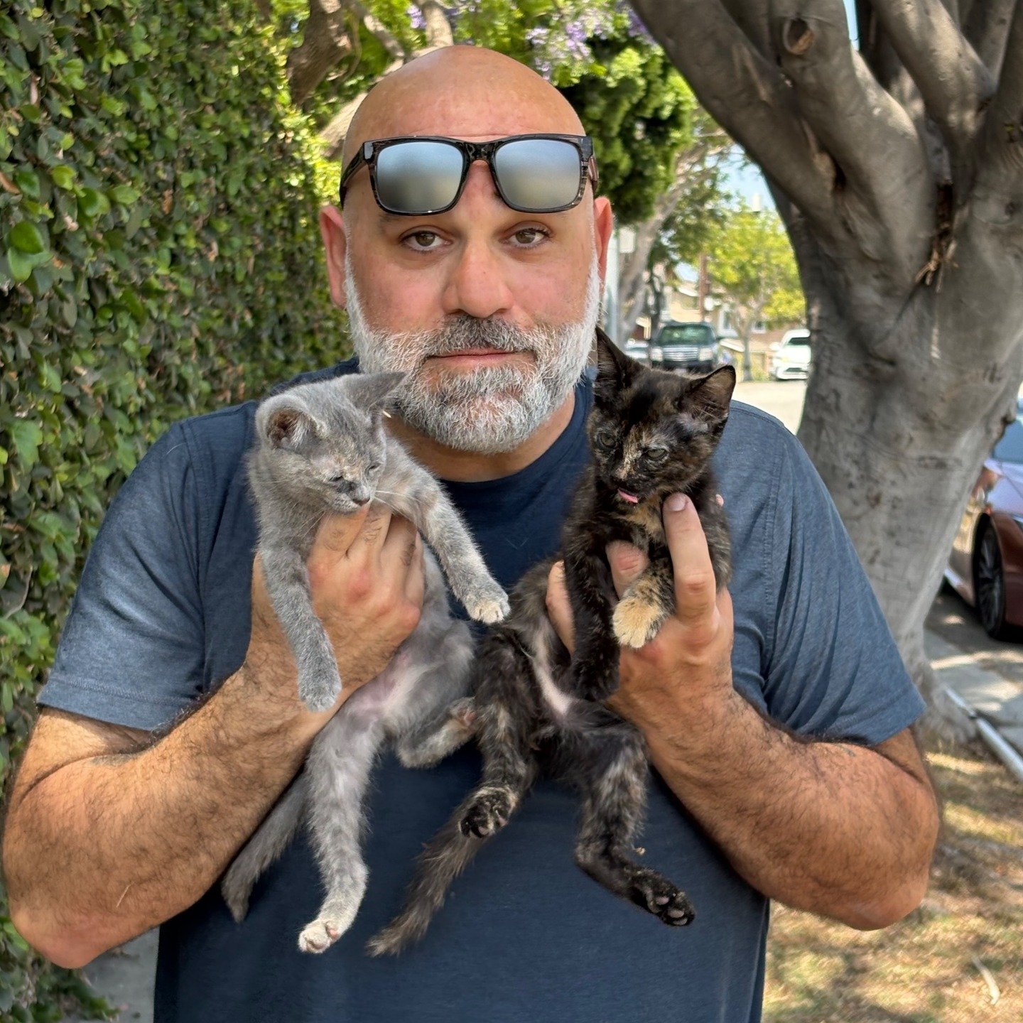 We found kittens! And literally in a tree! (and the fire department hung up on me, lol). Got them down from the tree, got them inside with a neighbor to avoid angering our cats. They are thoroughly fed and passed out. We need to find them homes! We h