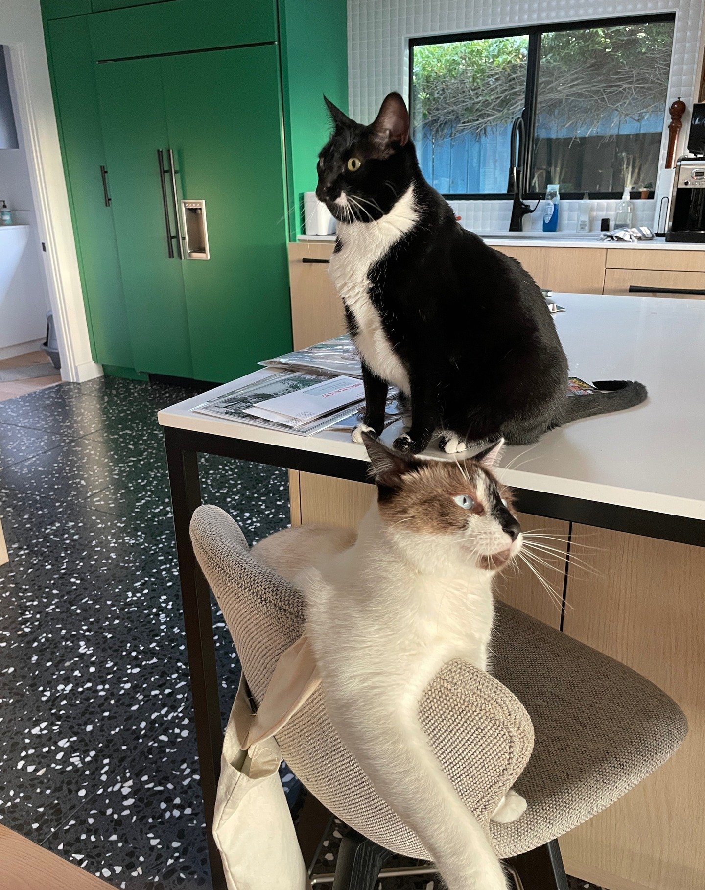 Monty and Cricket are morning kittens but only for like 20 minutes until they eat then right back to bed.