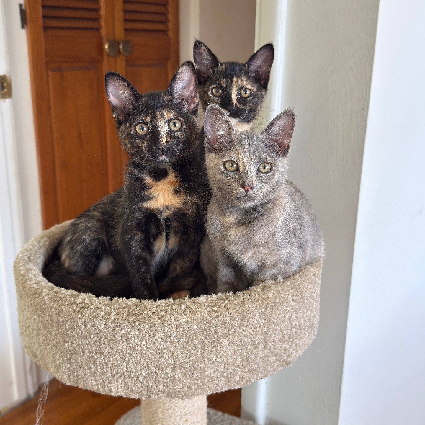 Tortie tree kitten update: they are perfect, actually. @mteovr got the right family of girls.