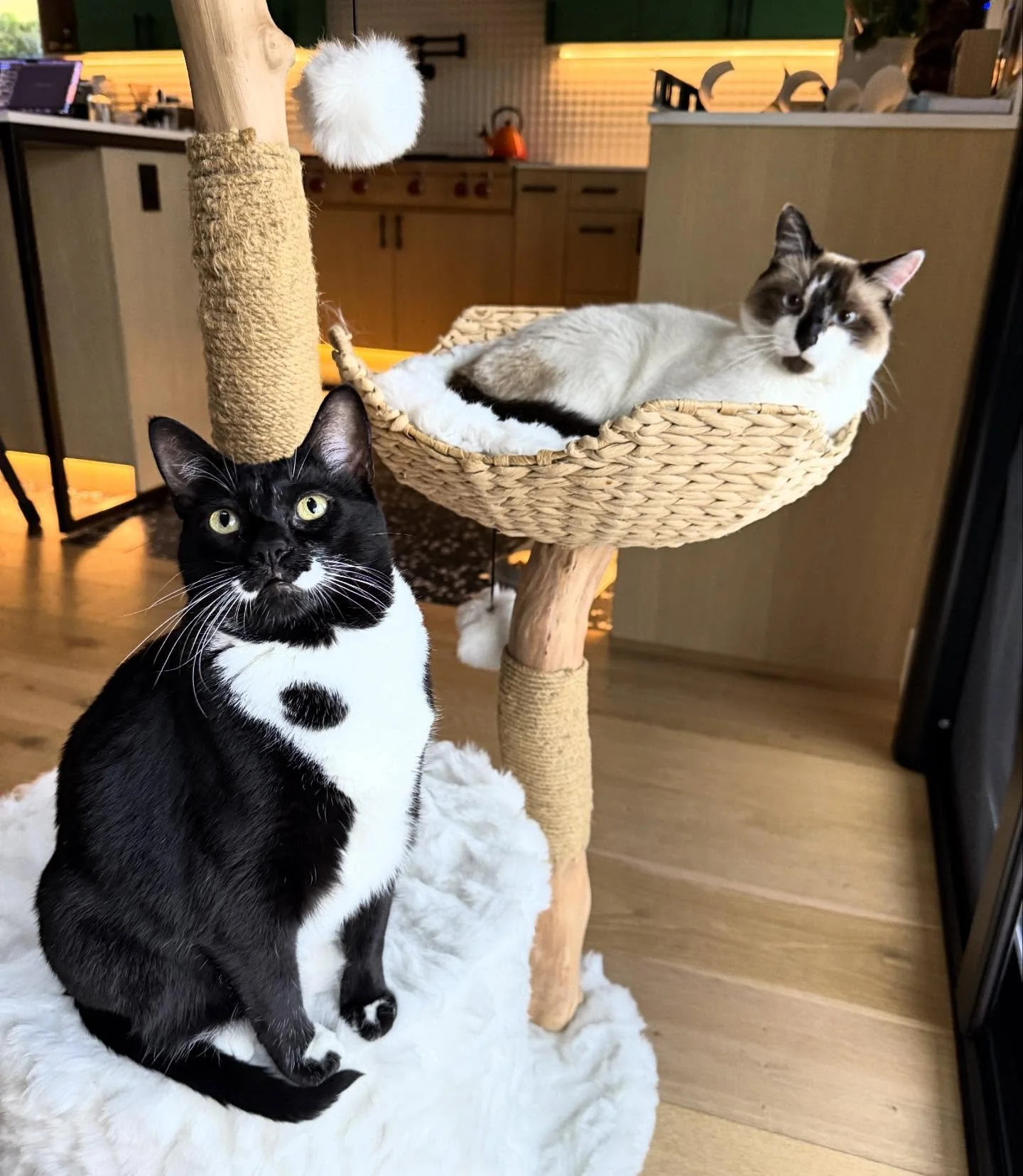 Monty and Cricket are still best friends