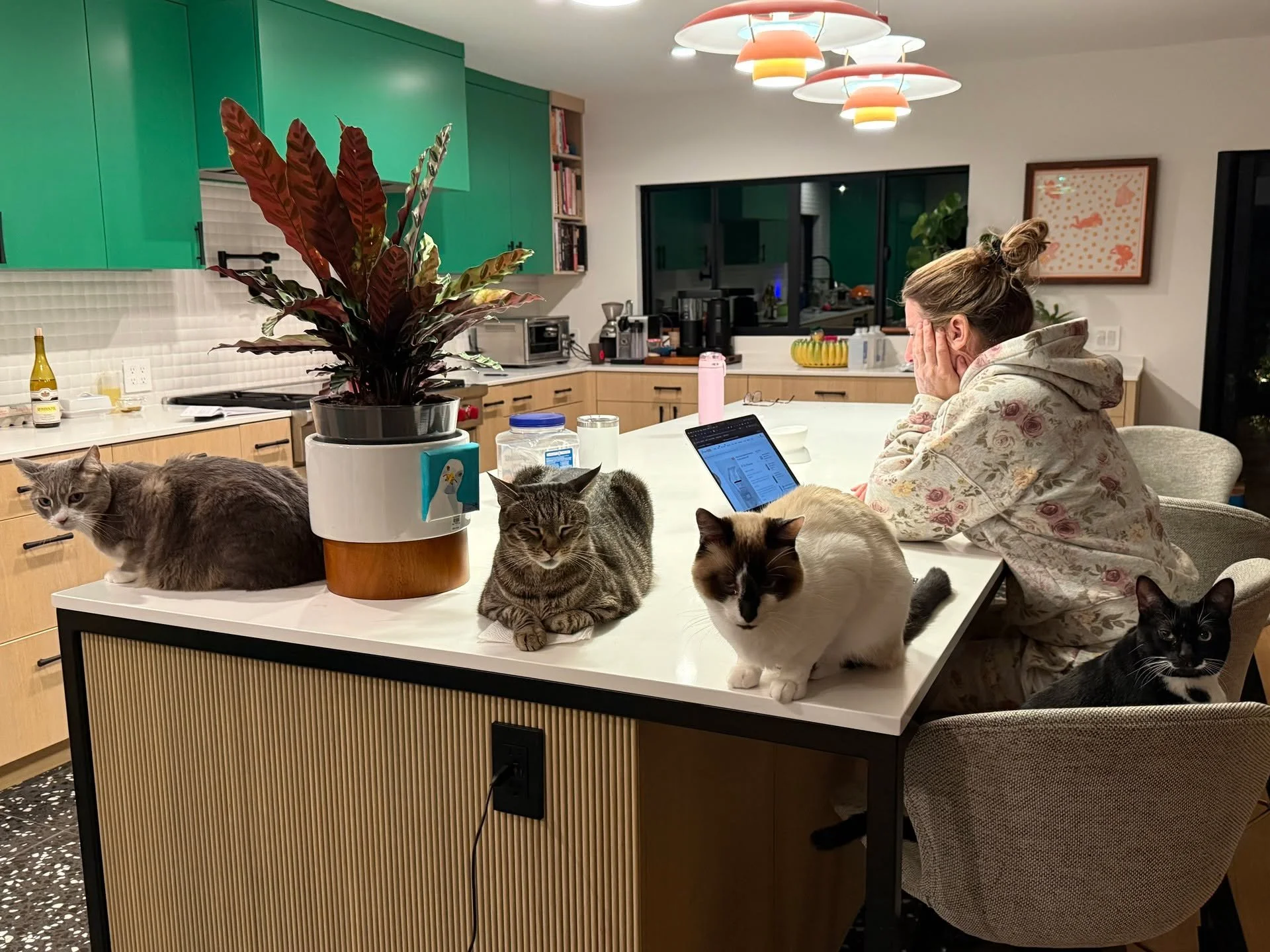 How you know the cats are ready for breakfast!