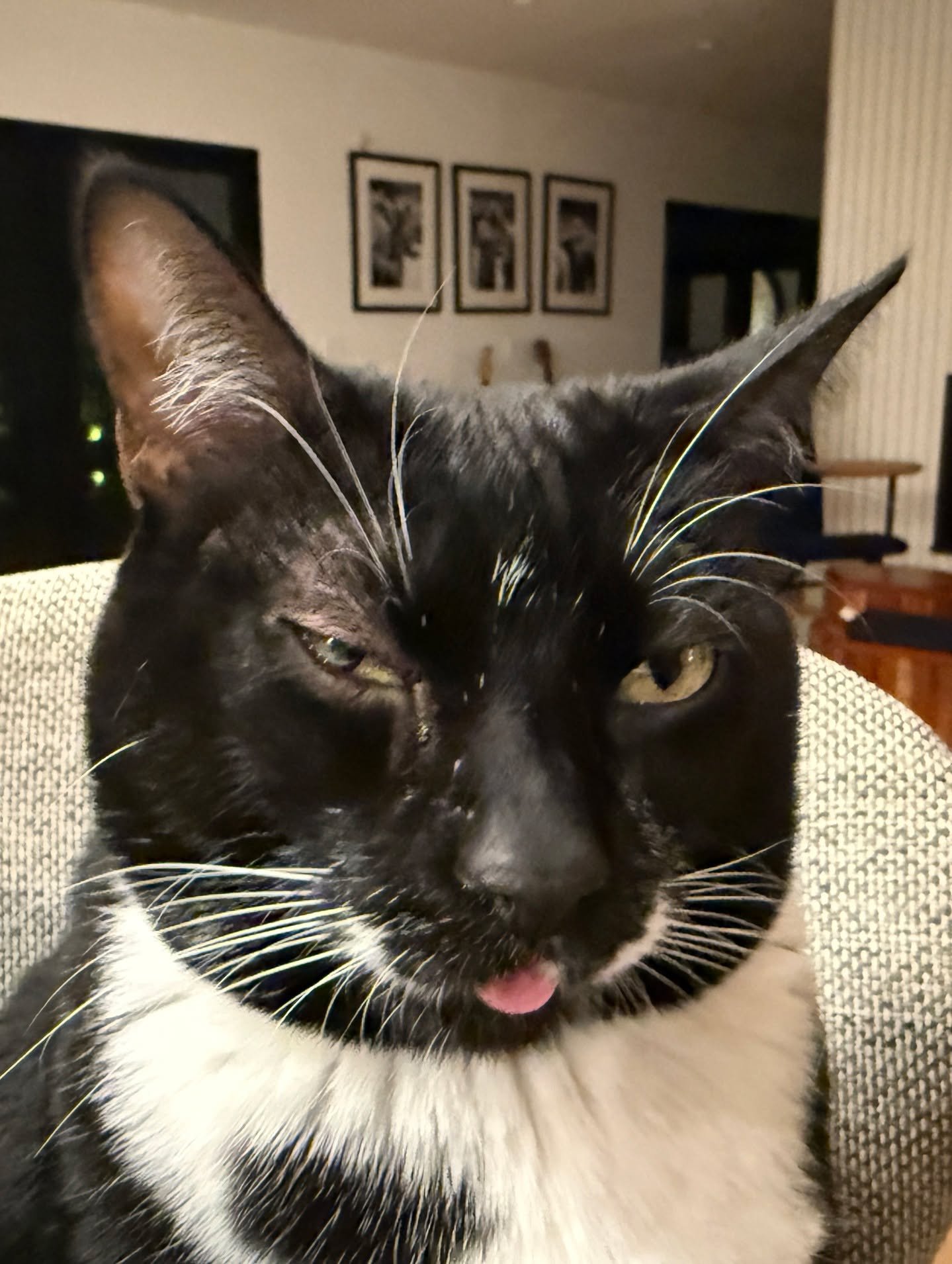 Some kittens on a Saturday morning