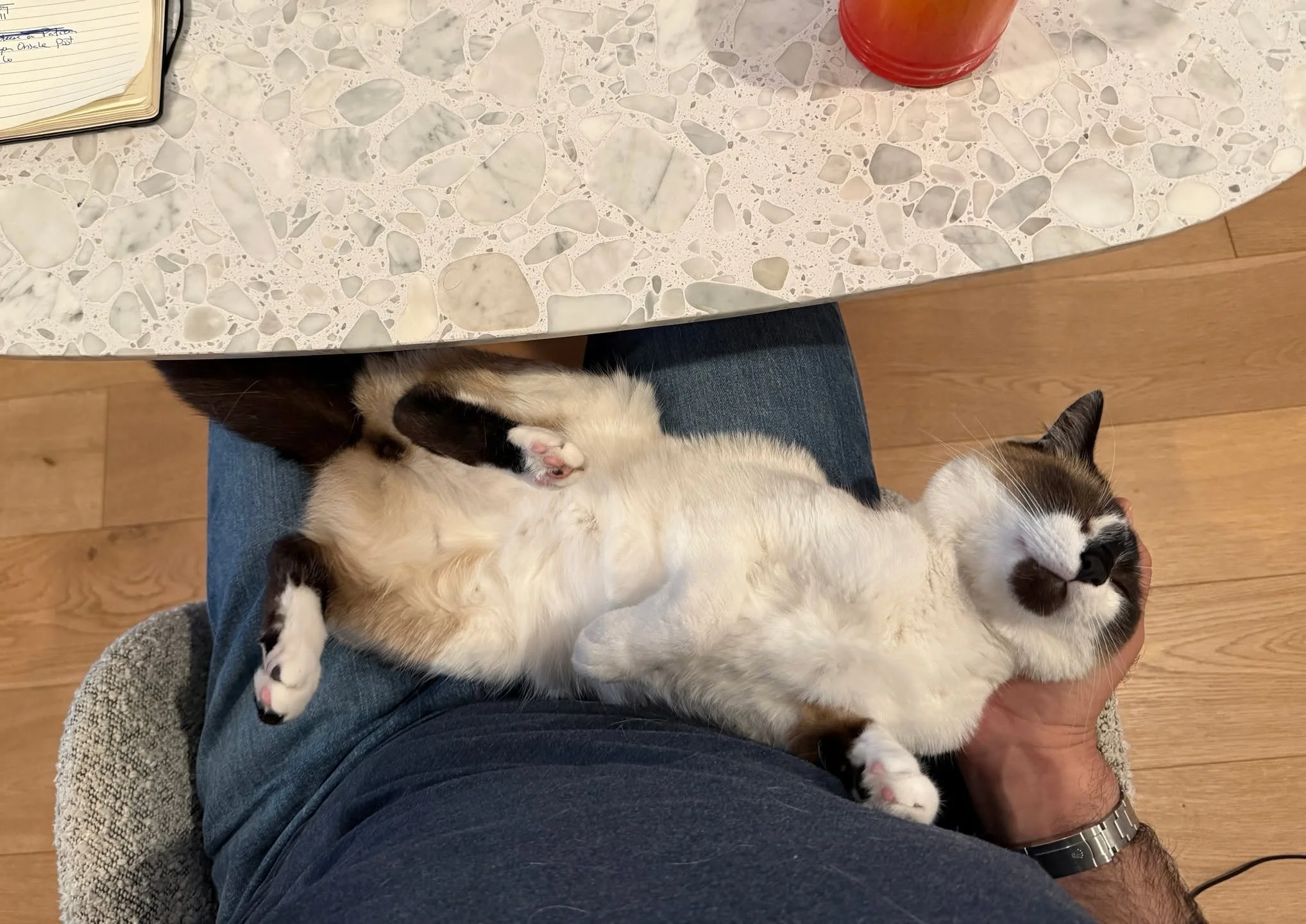 Cats are enjoying their weekend.