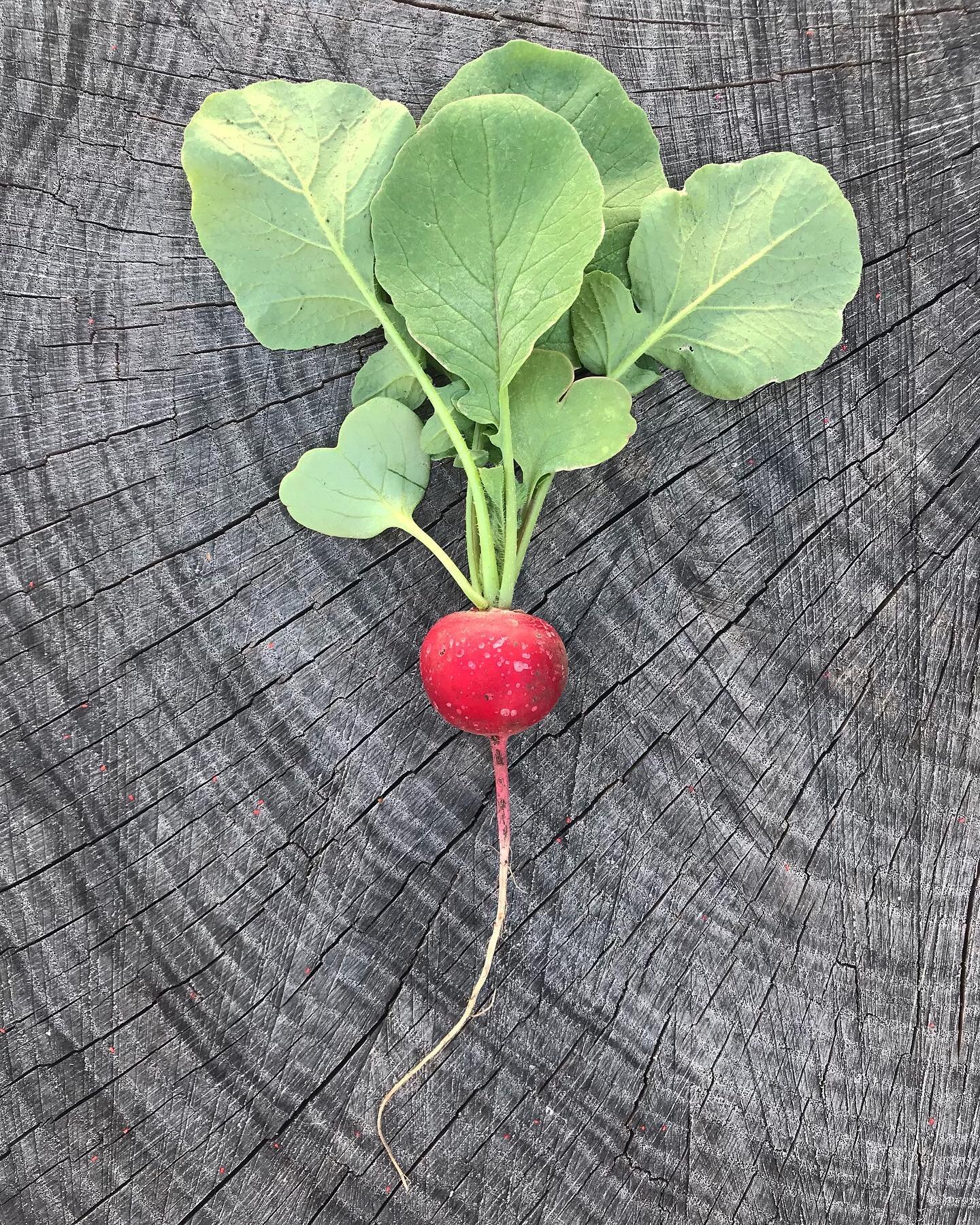 Current state not unlike a radish &mdash; bitter, sharp, feeling small. Strong roots but plucked from the ground unexpectedly. Thinly sliced, hoping to find a bed of greens so I can feel at home again. #gardenmetaphors #vegetables #homegrown #pretent