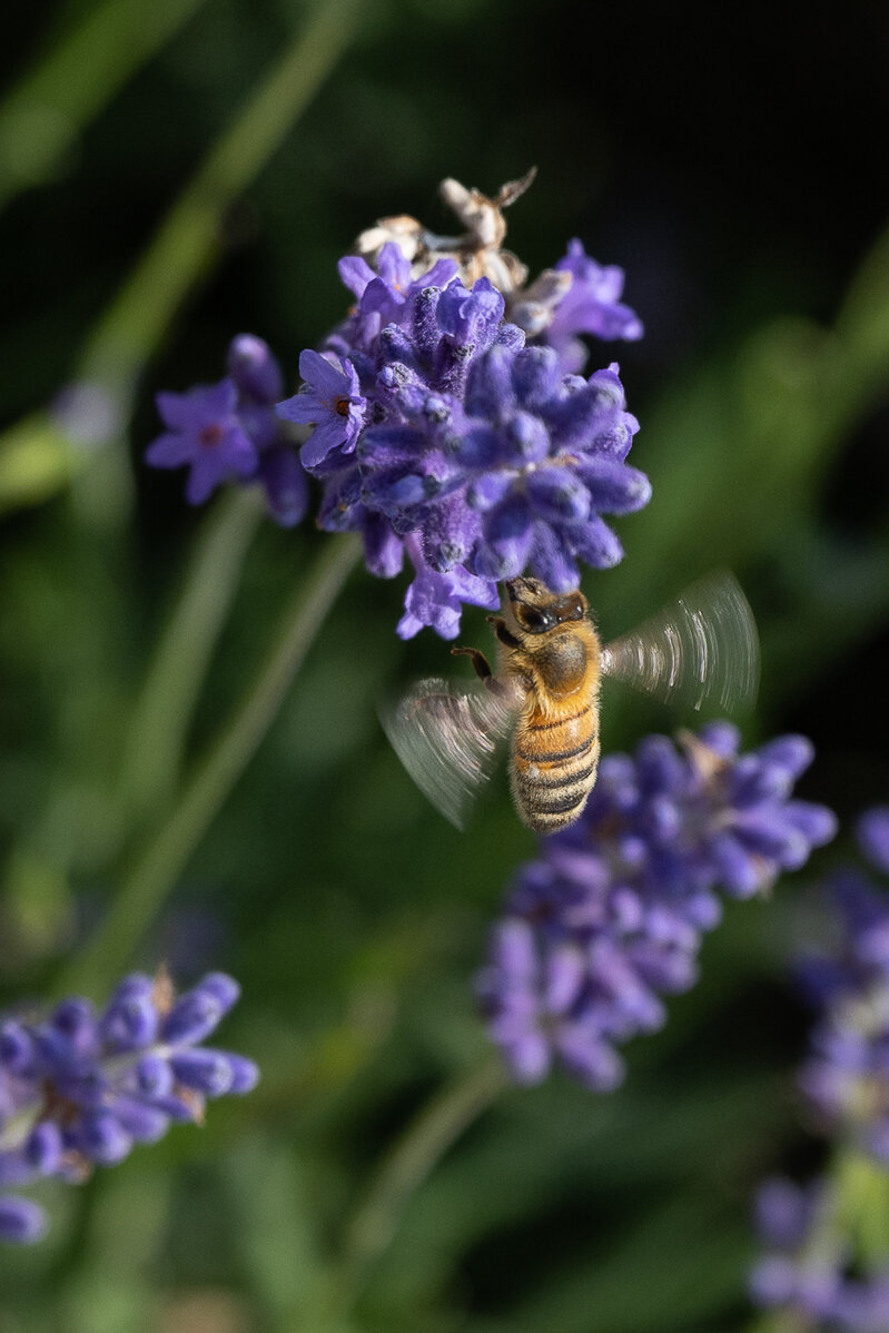 DSC_3200.jpg