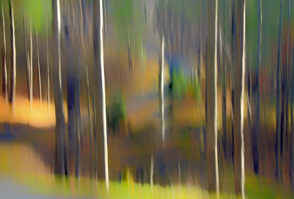 Tree Colors.jpg