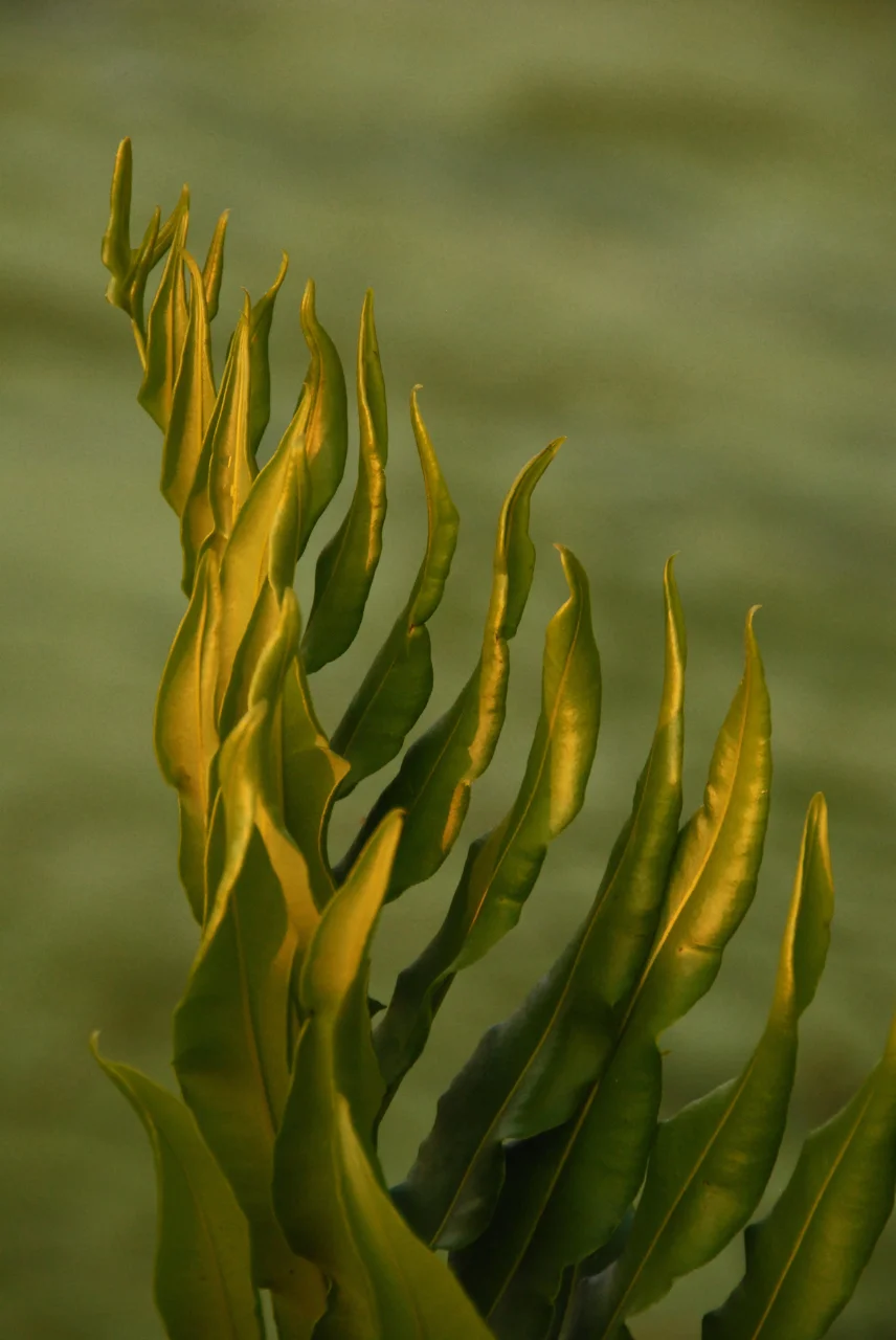 DSC_0050_edited-1.jpg