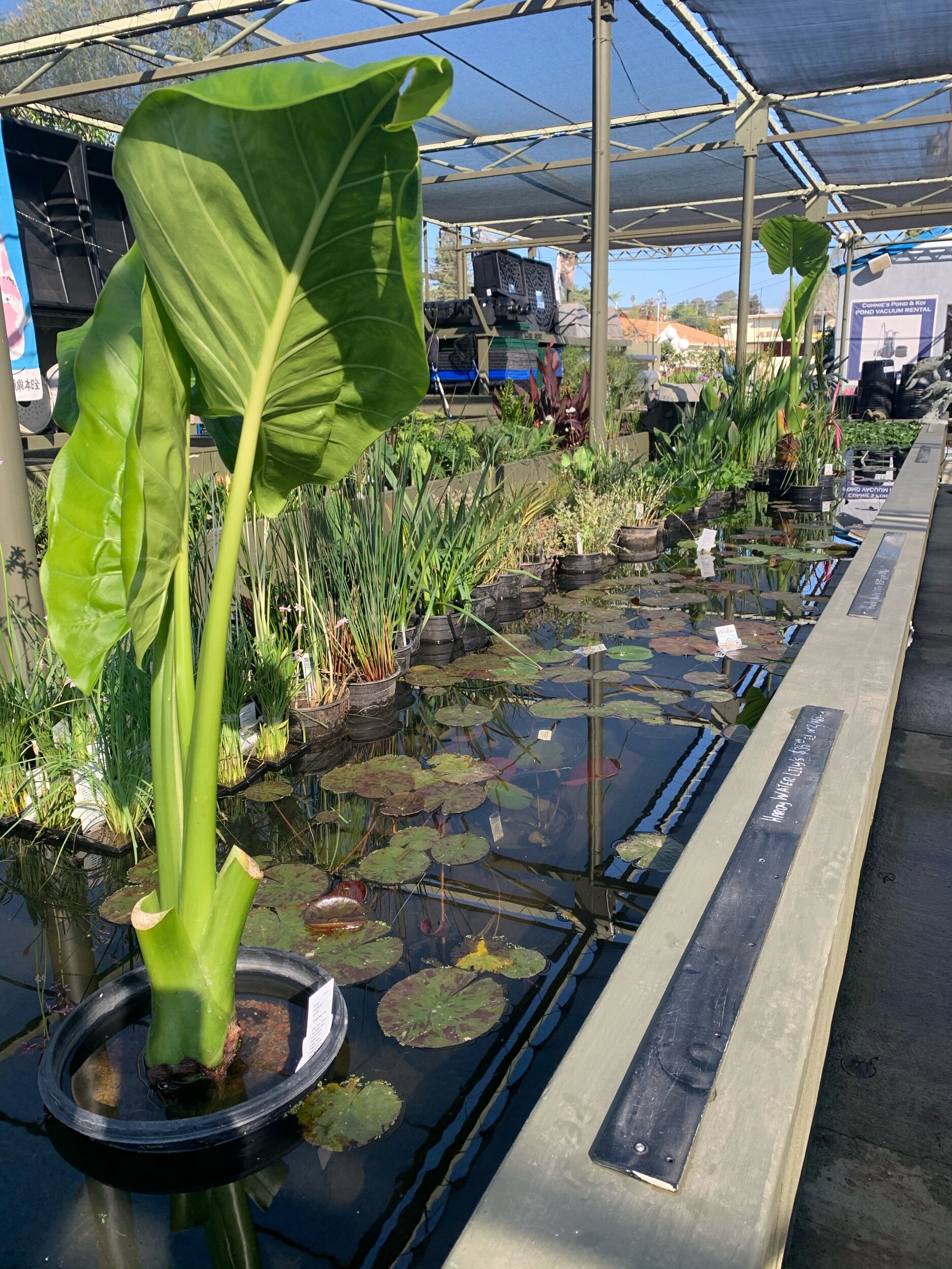aquatic plants — connie's pond and koi