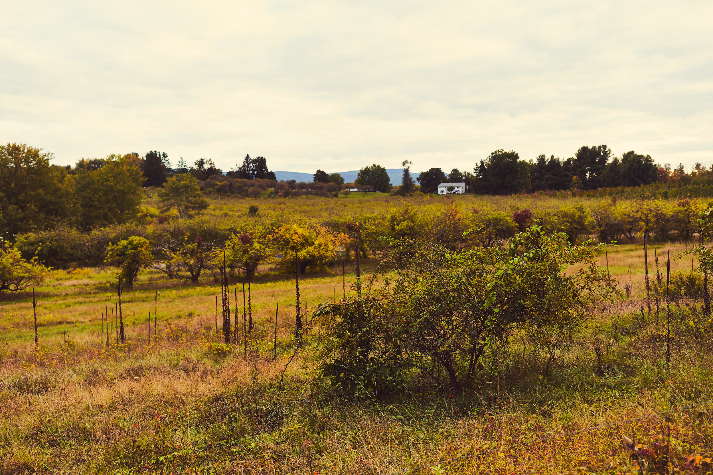 09_20161004S1_BOUTIQUE_HOTEL_HASBROUCK_HOUSE_OUTDOOR_012.jpg