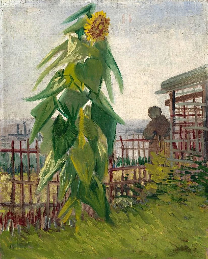 Állotment with Sunflower.jpeg