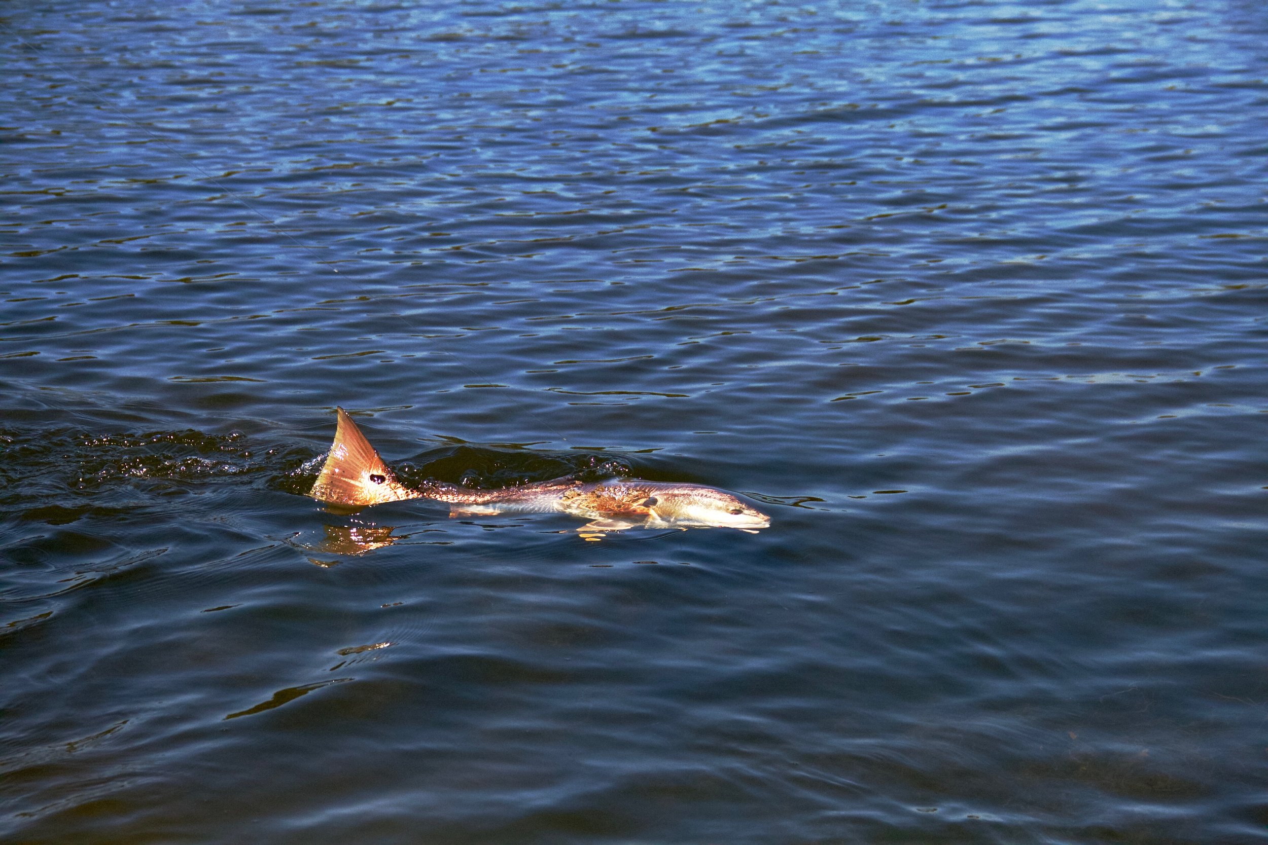 Lowcountry Premier Fly Fishing - Charleston SC Guided Fly Fishing - Inshore Fishing South Carolina