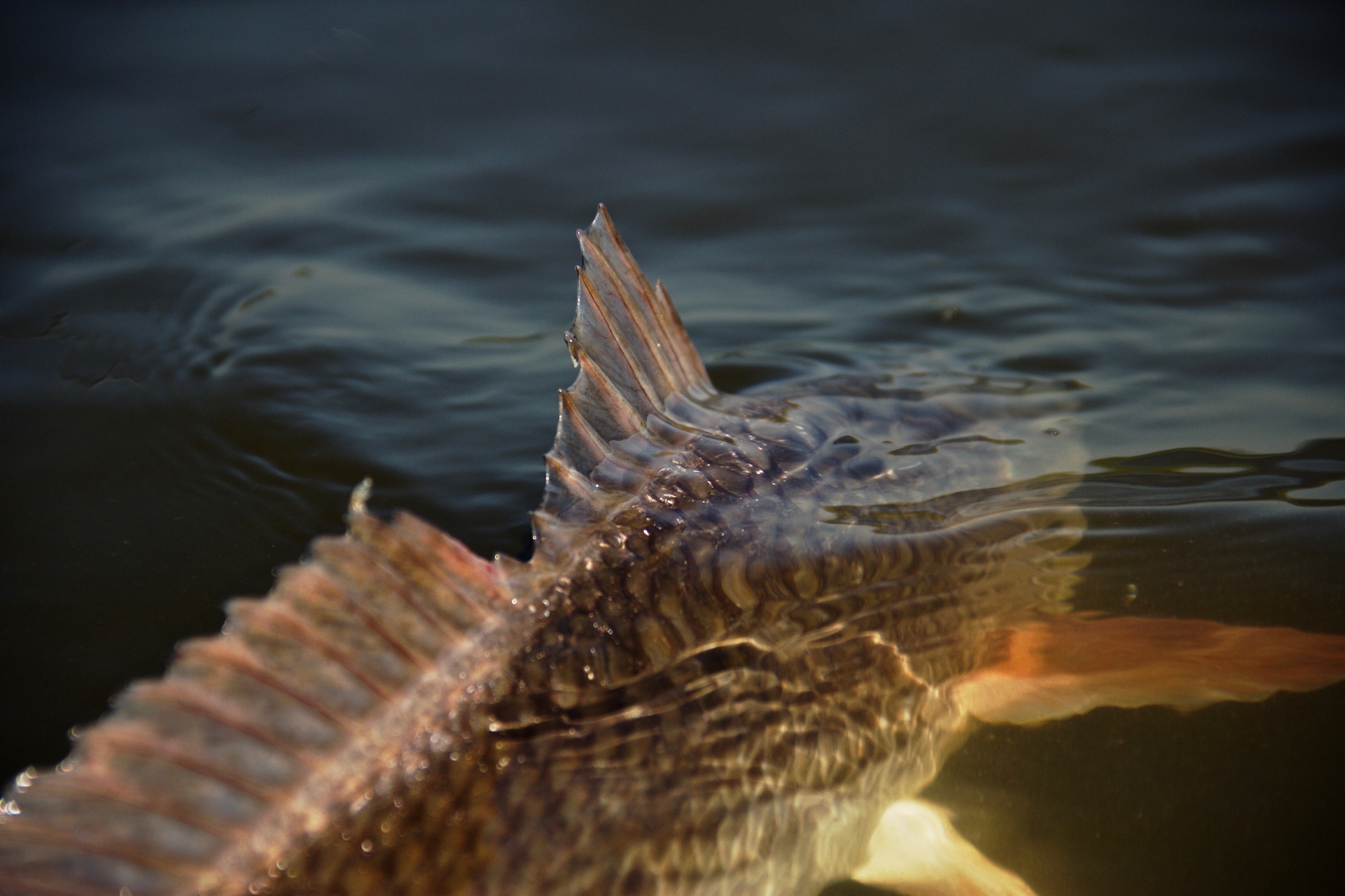 Lowcountry Premier Fly Fishing - Charleston SC Guided Fly Fishing - Inshore Fishing South Carolina