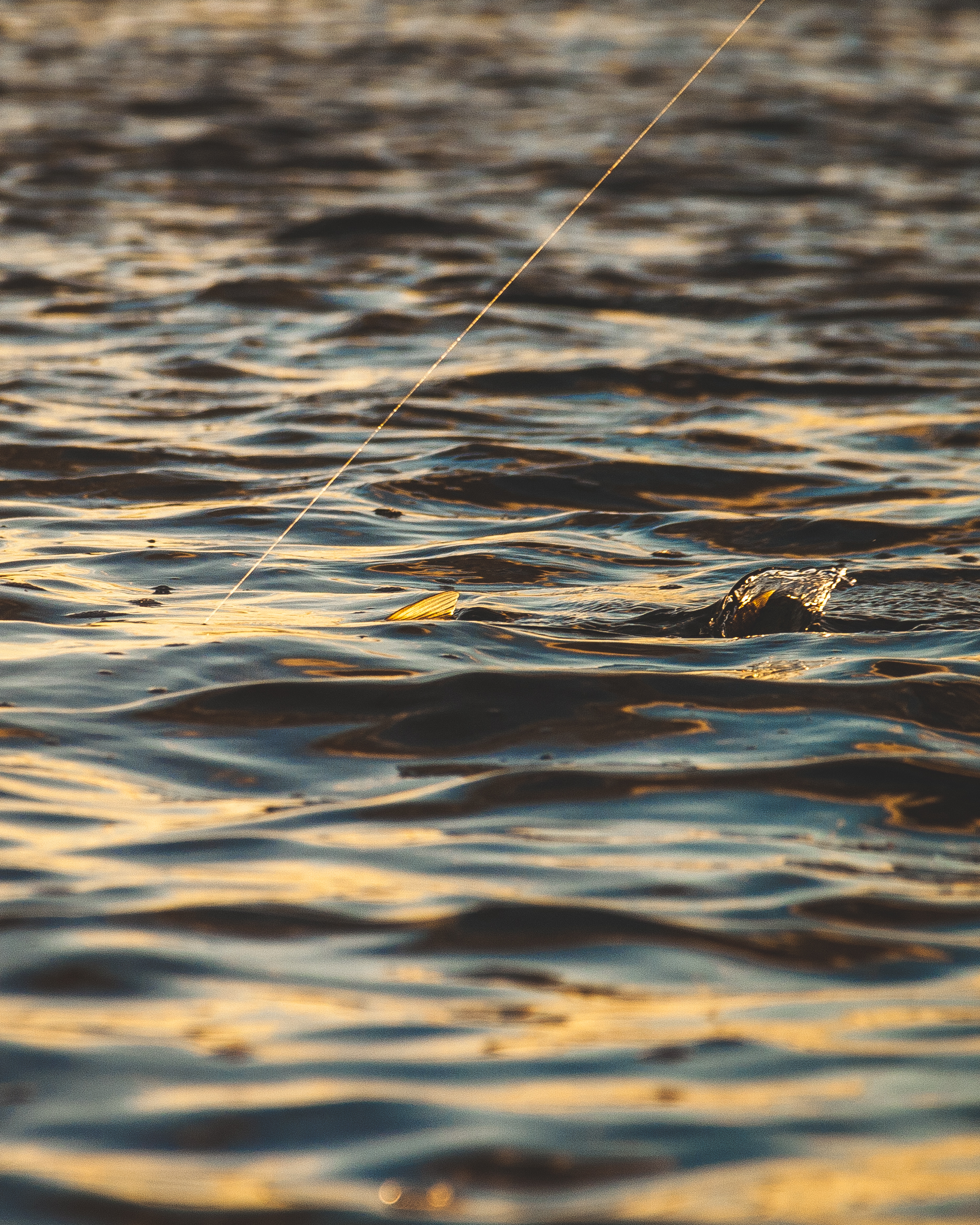 Lowcountry Premier Fly Fishing - Charleston SC Guided Fly Fishing - Inshore Fishing South Carolina