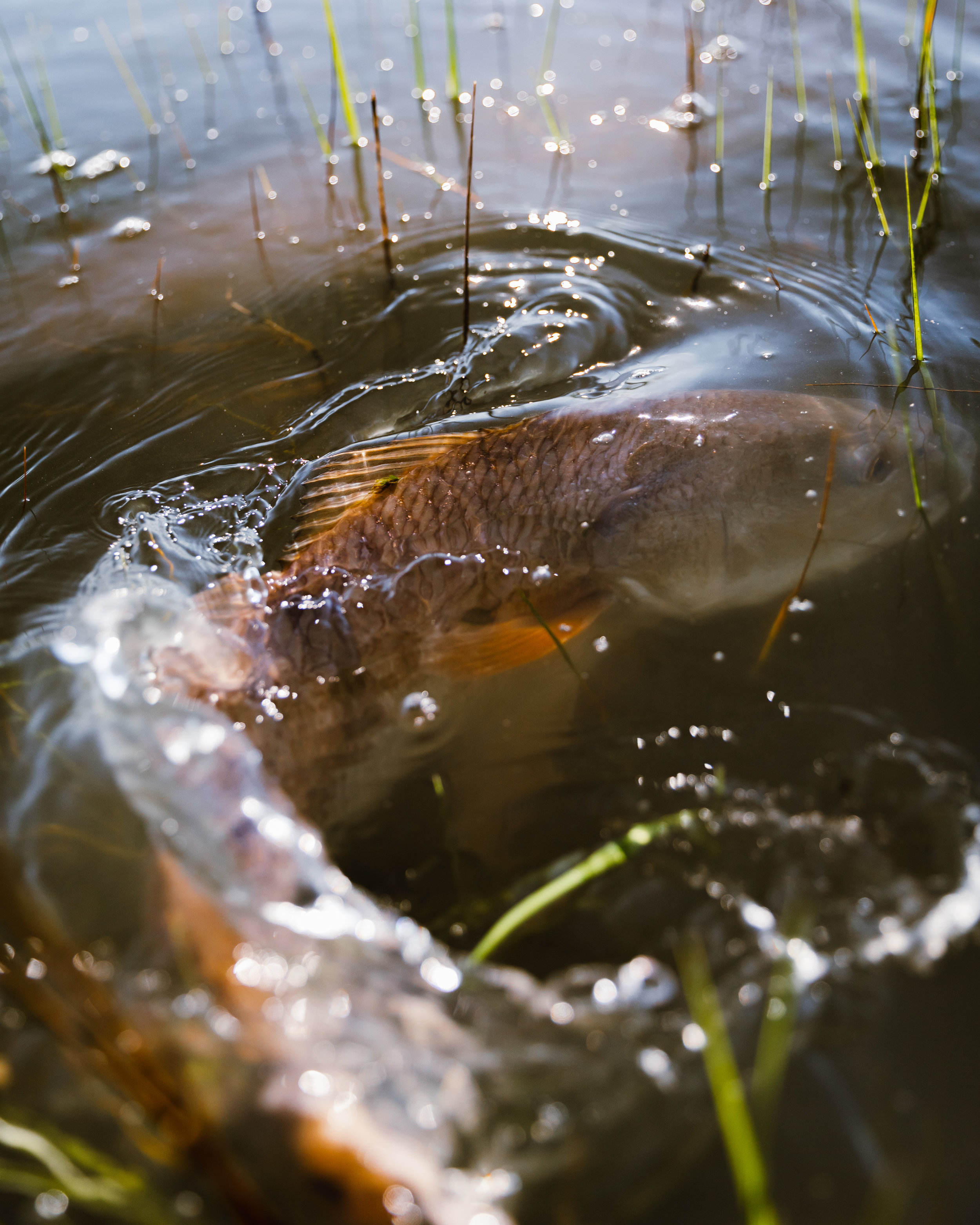 Lowcountry Premier Fly Fishing - Charleston SC Guided Fly Fishing - Inshore Fishing South Carolina