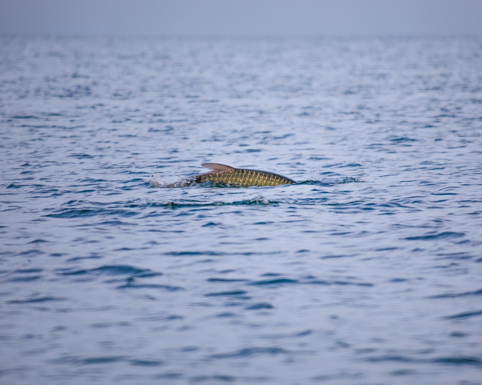 Lowcountry Premier Fly Fishing - Charleston SC Guided Fly Fishing - Inshore Fishing South Carolina