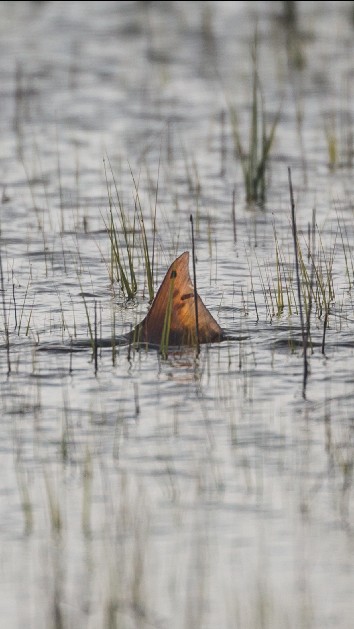 Lowcountry Premier Fly Fishing - Charleston SC Guided Fly Fishing - Inshore Fishing South Carolina