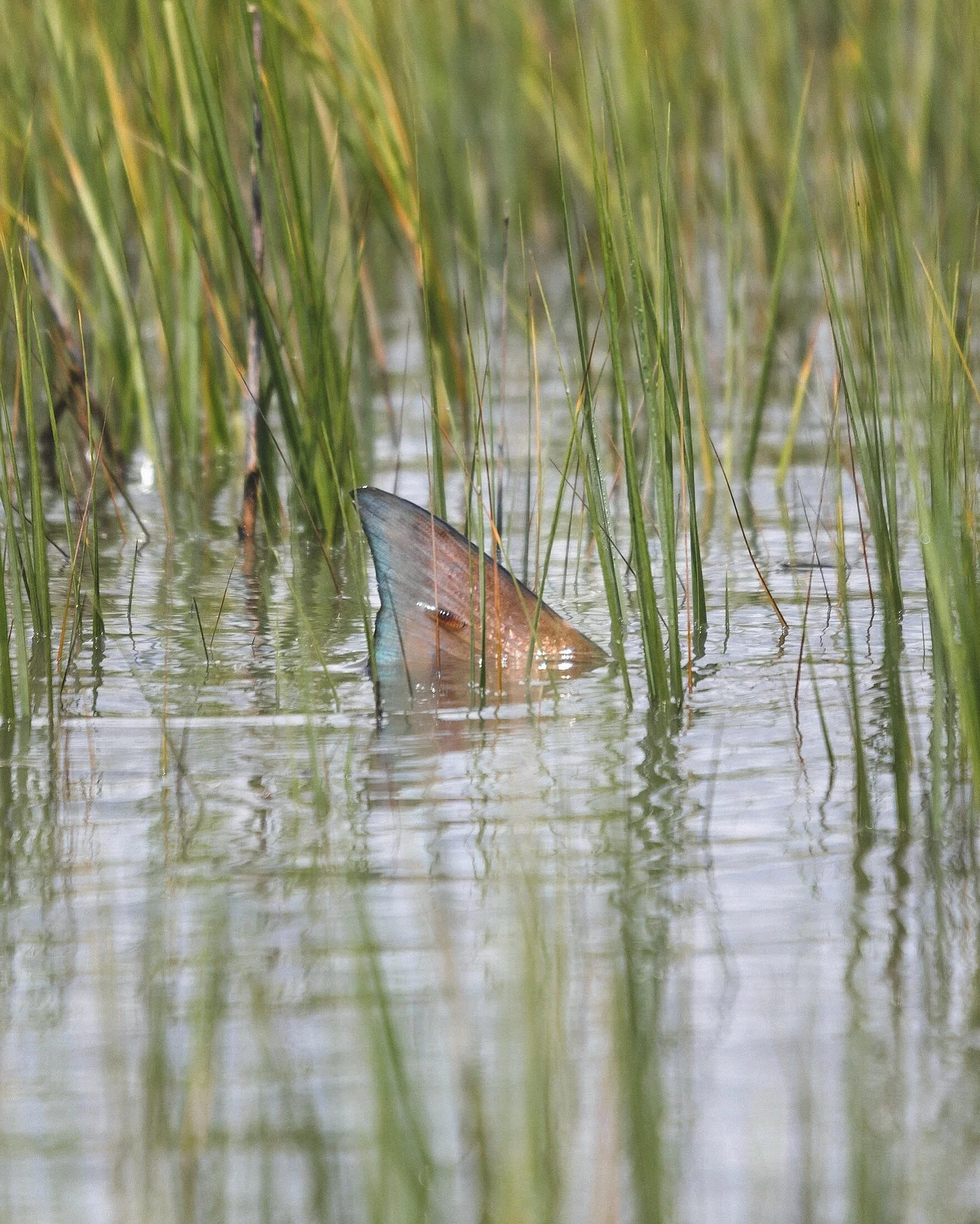 Lowcountry Premier Fly Fishing - Charleston SC Guided Fly Fishing - Inshore Fishing South Carolina