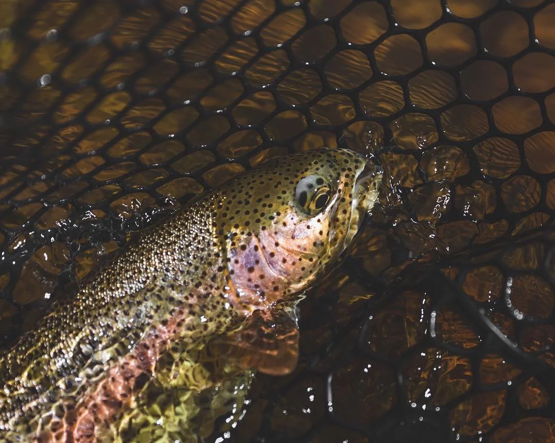 Lowcountry Premier Fly Fishing - Charleston SC Guided Fly Fishing - Inshore Fishing South Carolina