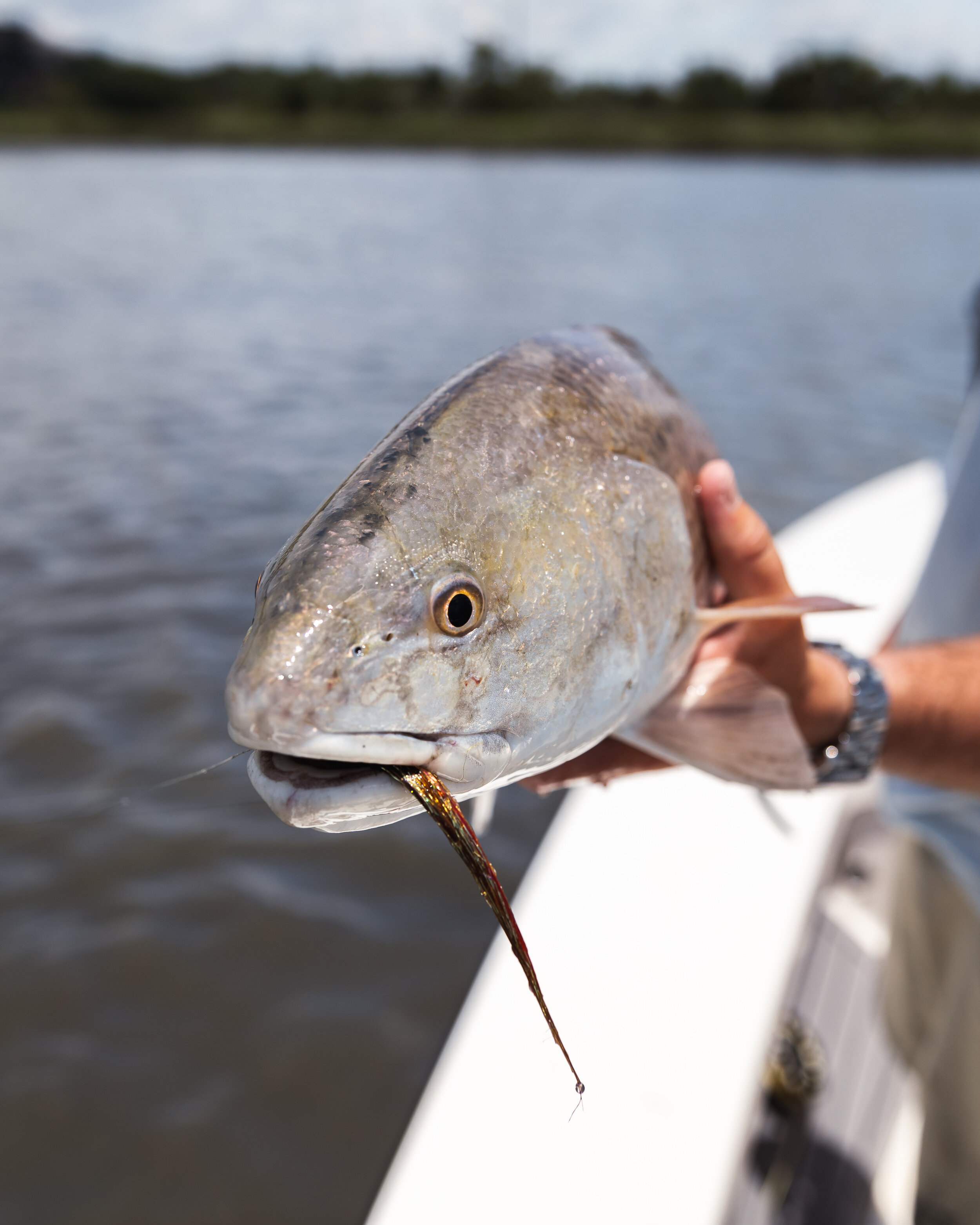 Lowcountry Premier Fly Fishing - Charleston SC Guided Fly Fishing - Inshore Fishing South Carolina